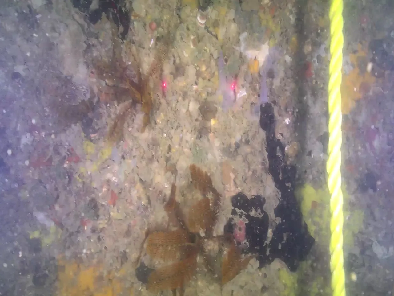 Imagem subaquática do ROV: paramento de concreto com incrustação e o cabo umbilical à direita.