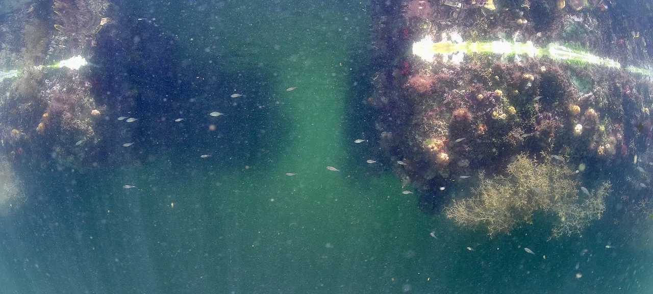Imagem subaquática do ROV: duas estacas com incrustação biológica iluminadas pelos faróis.