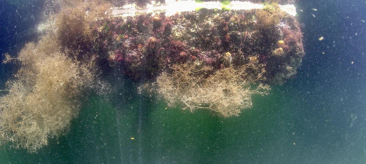 Imagem subaquática do ROV: estaca de concreto com incrustação biológica e algas.