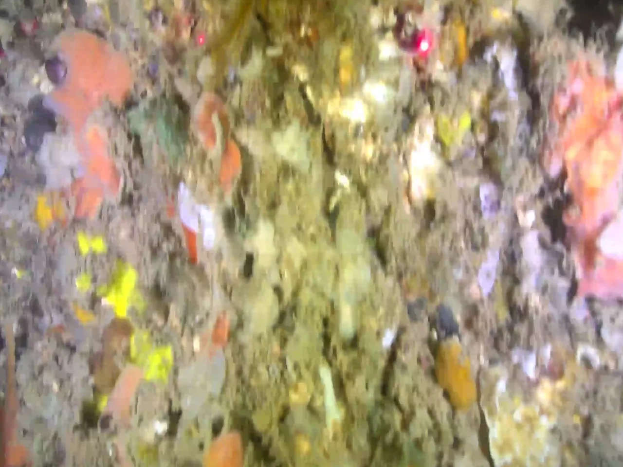 Imagem subaquática do ROV: incrustação biológica densa em estrutura de concreto submersa.