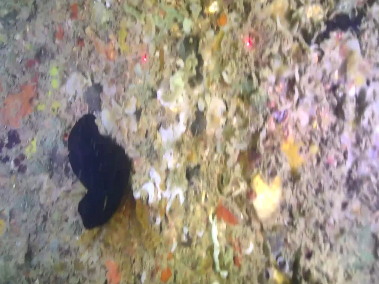 Imagem subaquática do ROV: esponja e incrustação biológica em estrutura de concreto.
